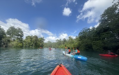 Kayaking the Pulau Ubin Mangroves
