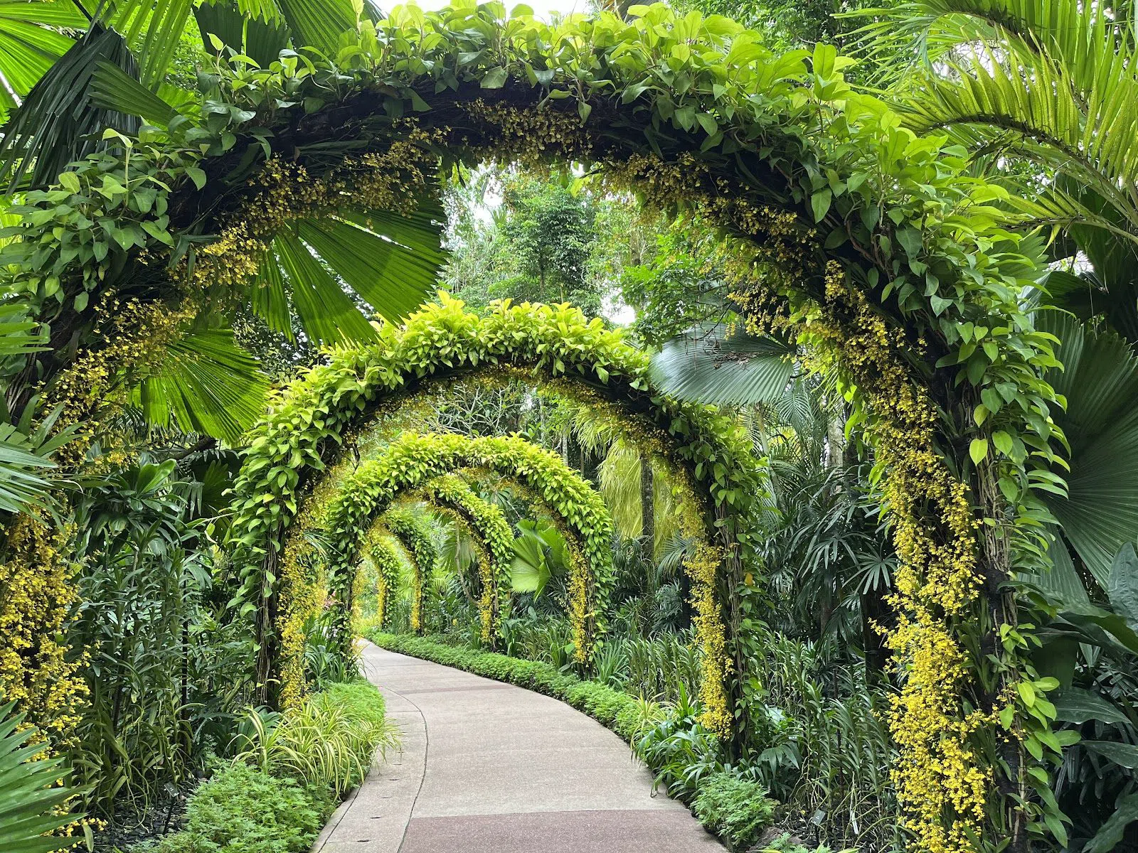 Jardin national des orchidées, Singapour